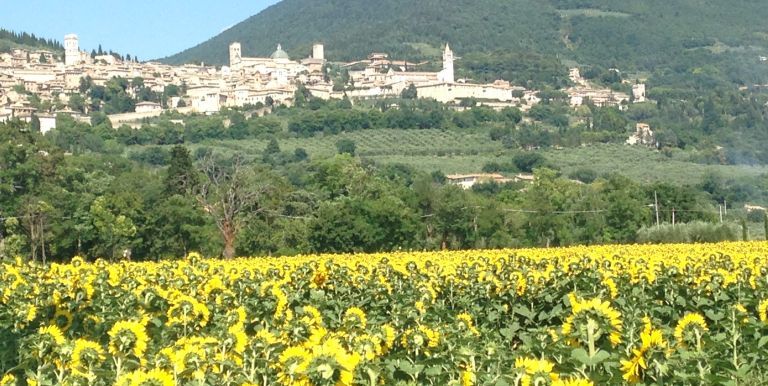 Sunflowers in Assisi, Summer Immersion