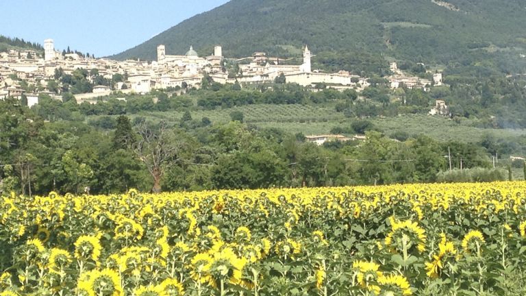 Sunflowers in Assisi, Summer Immersion