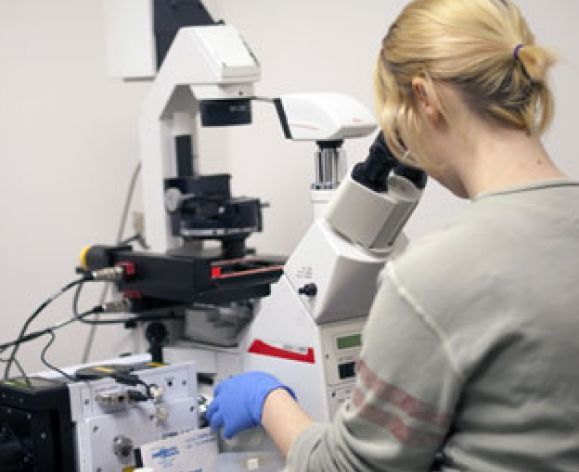 A graduate student uses the confocal microscope to monitor the sub-cellular localization of cysteine proteases that are tagged with different fluorescent markers.